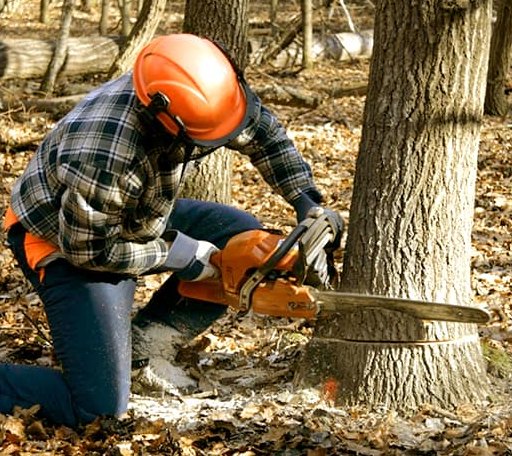 Tree Removal in Moulton, IA